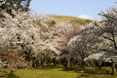 若草山