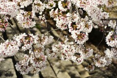 小鞠桜