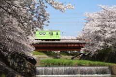 桜の風景