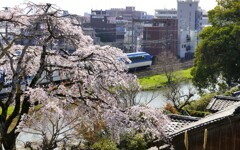 大和郡山の桜 枝垂れ桜と近鉄特急しまかぜ