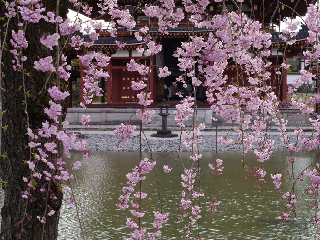 桜の風景