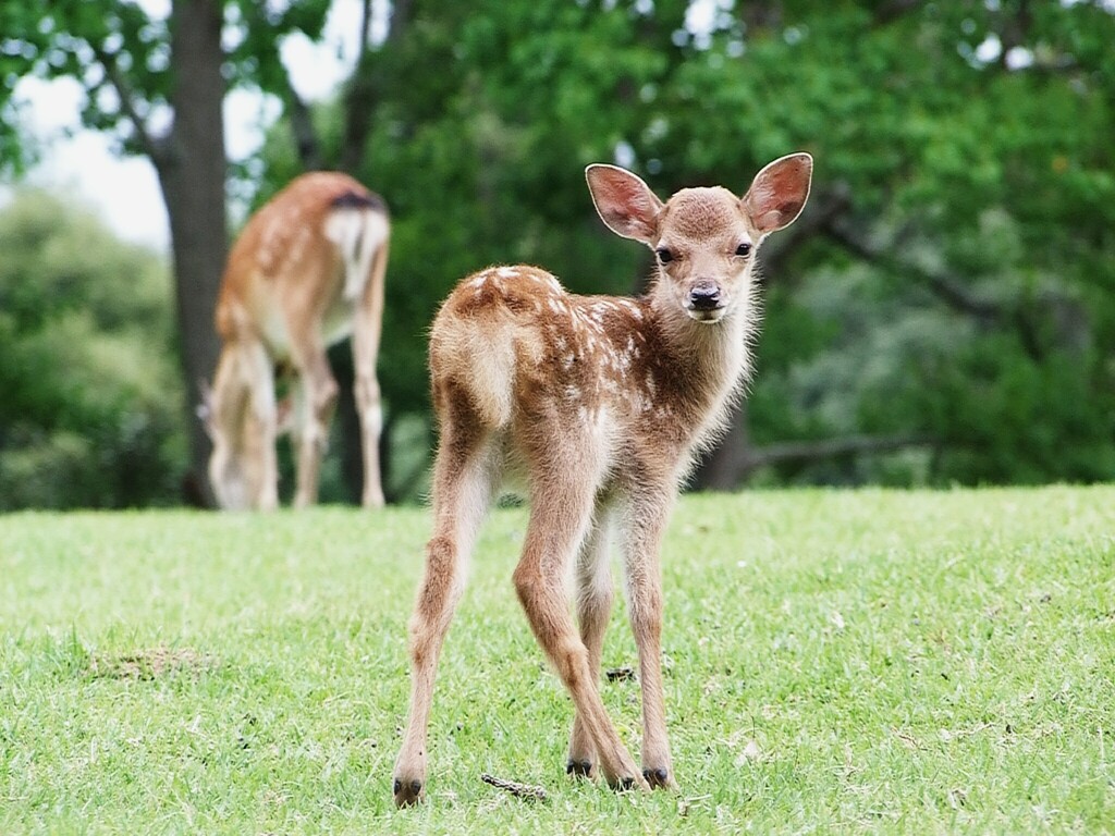 奈良公園/飛火野園地