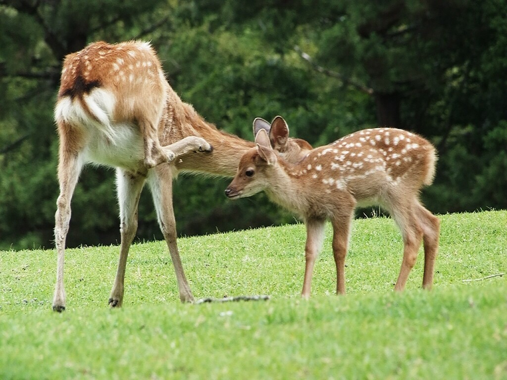 奈良公園/飛火野園地