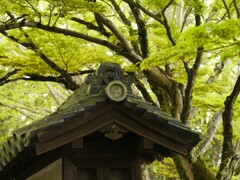 青紅葉/興福寺