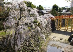 大和郡山の桜 枝垂れ桜