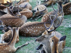 奈良公園 鹿だまり