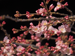 氷室神社 枝垂れ桜 咲き始め