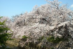 川路1本桜