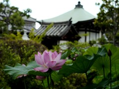 奈良町 十輪院