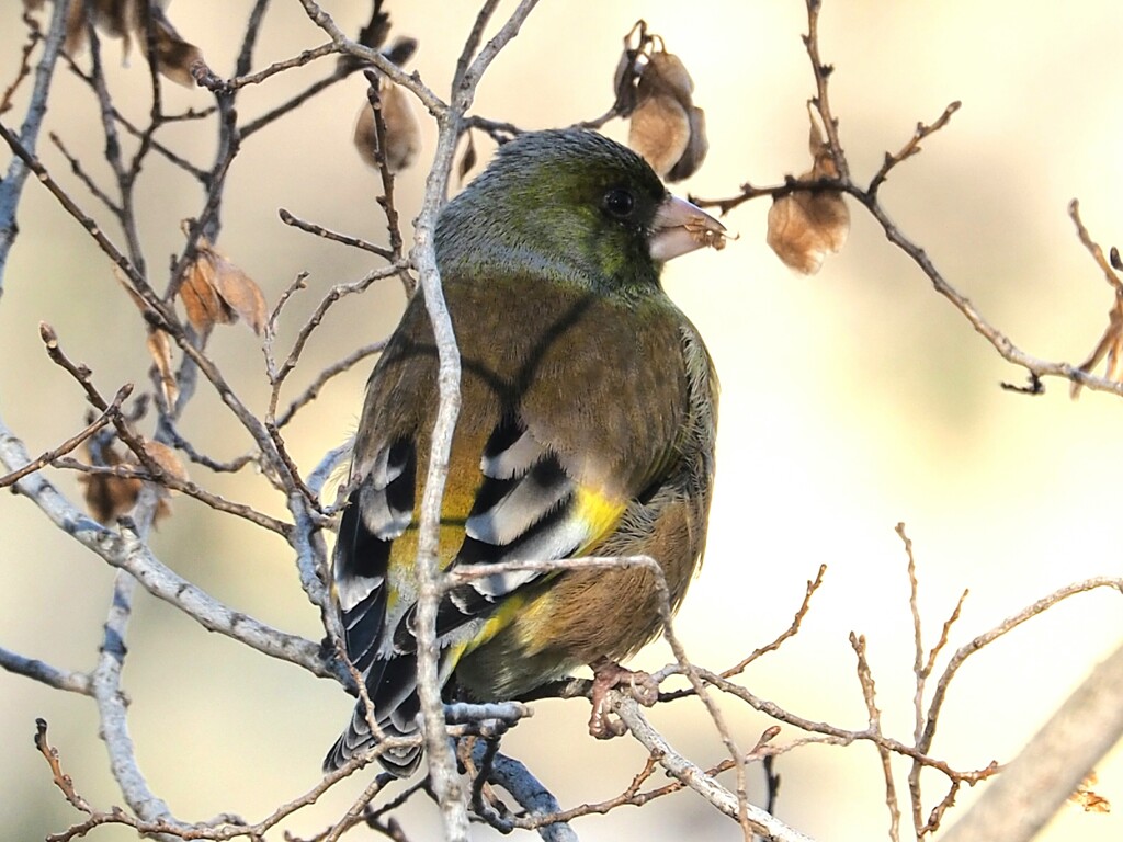 カワラヒラ