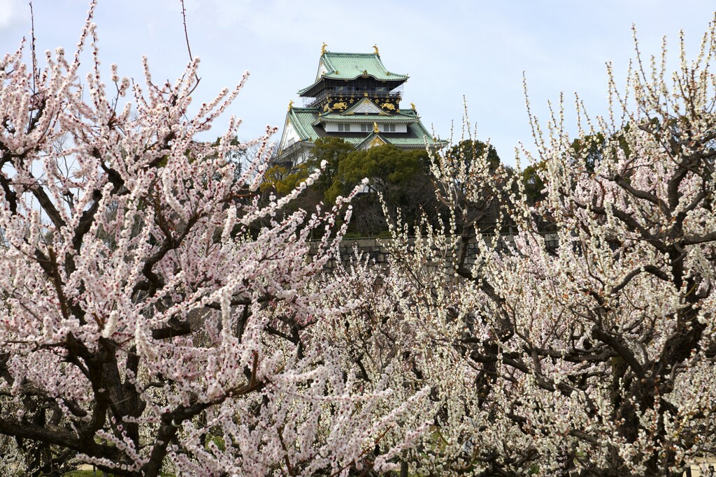 大阪城梅林