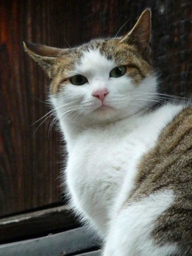野良