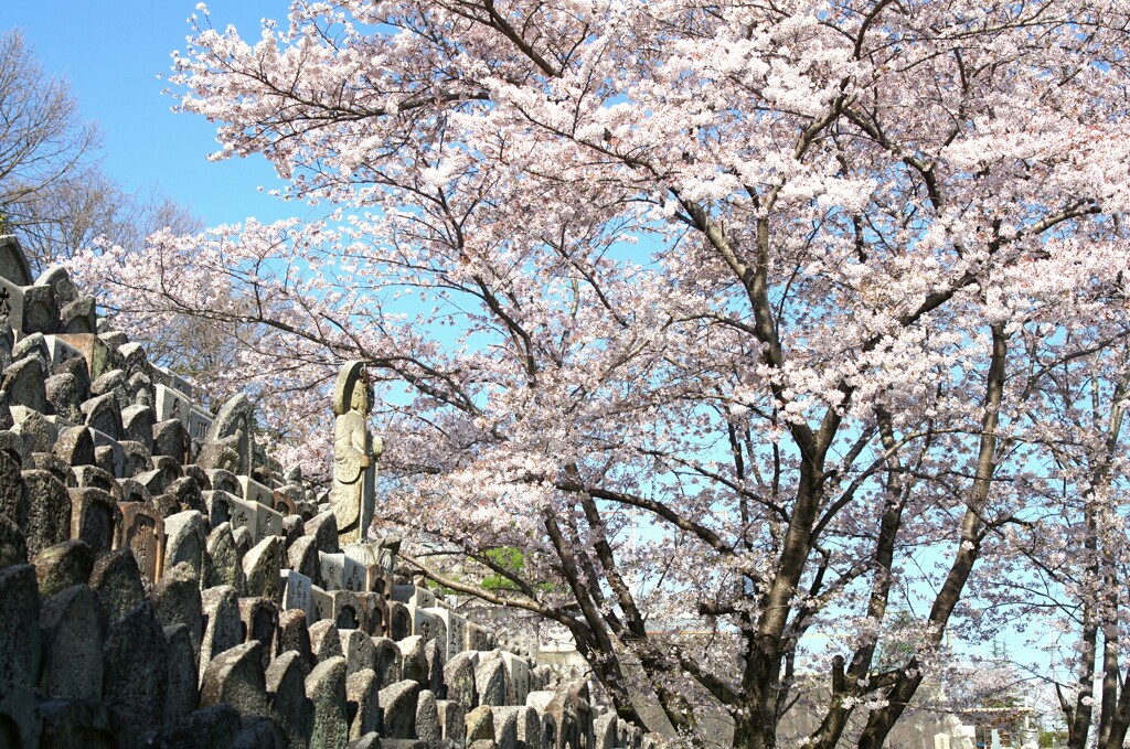 桜の風景