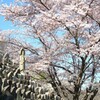 桜の風景