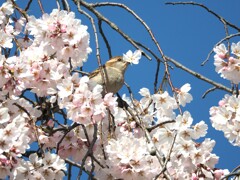 枝垂れ桜と入内雀