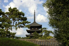 興福寺 夏