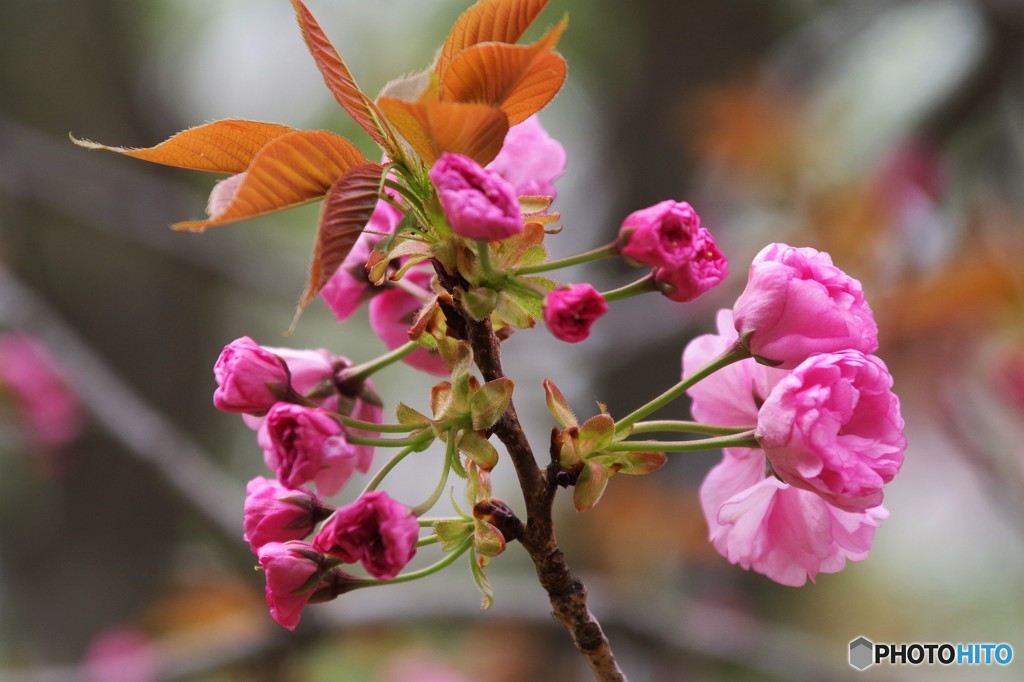 桜が終わっても