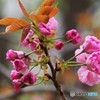 桜が終わっても