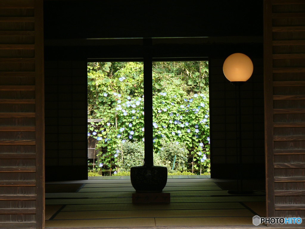 庭の紫陽花