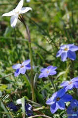 花ニラ青と白