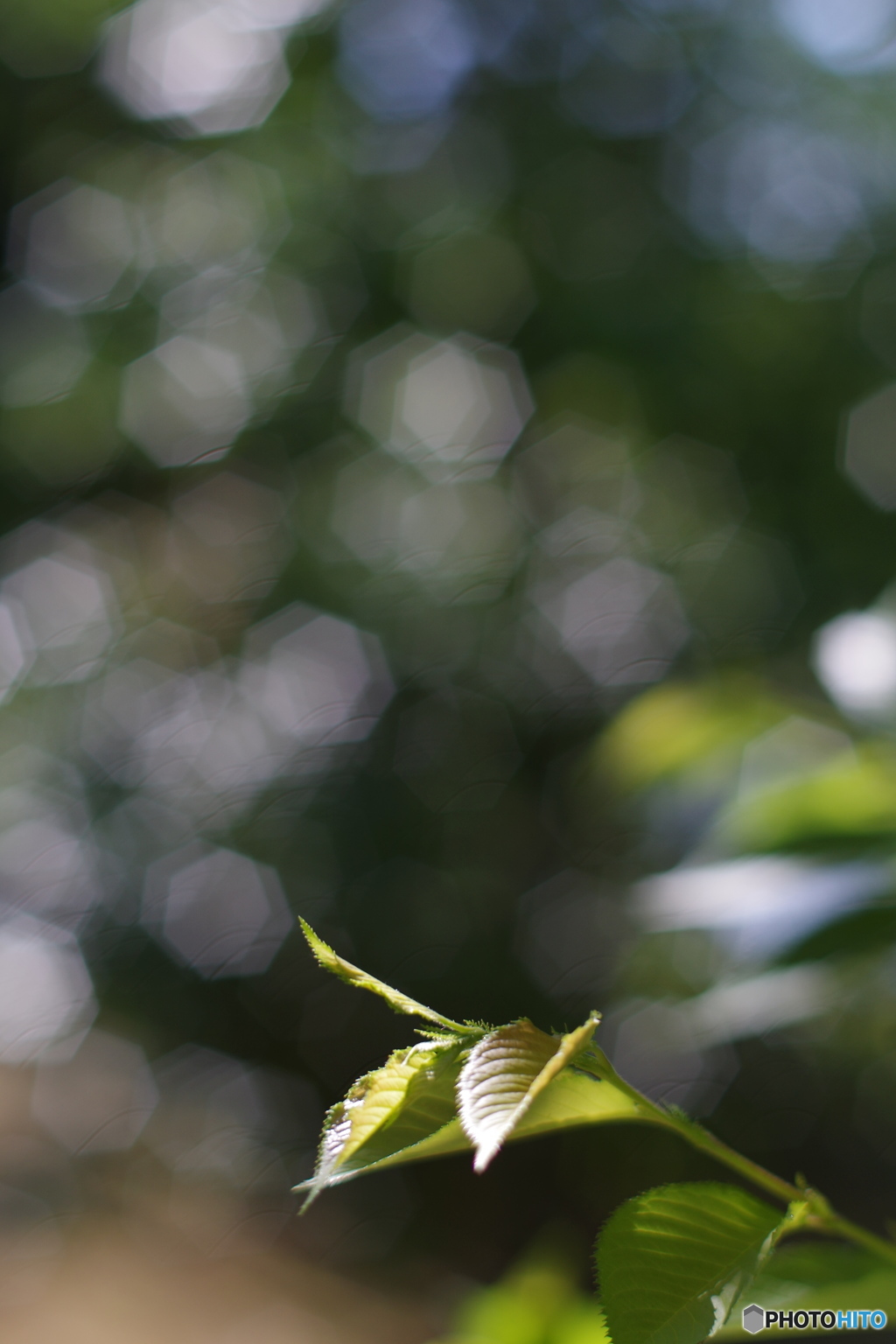 55㎜f1.2 五角ボケ