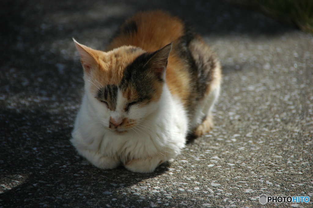 ぶちゃいく～