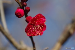 深紅の梅
