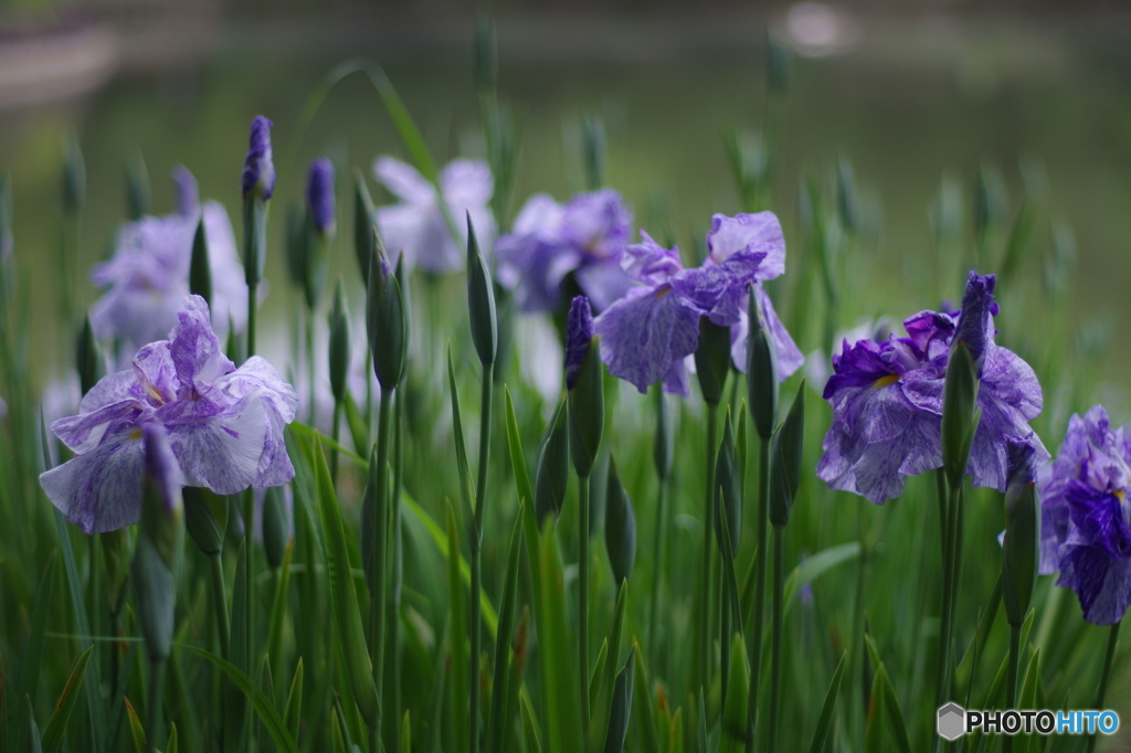 花菖蒲-紫