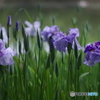 花菖蒲-紫