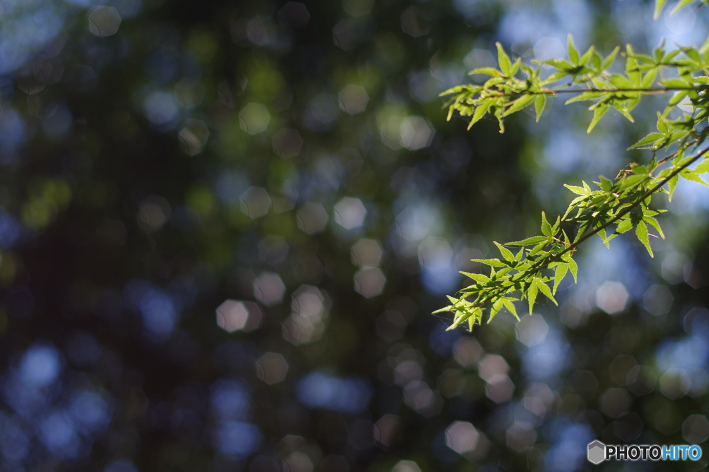 55㎜f1.2 五角ボケ2