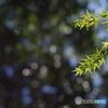 55㎜f1.2 五角ボケ2