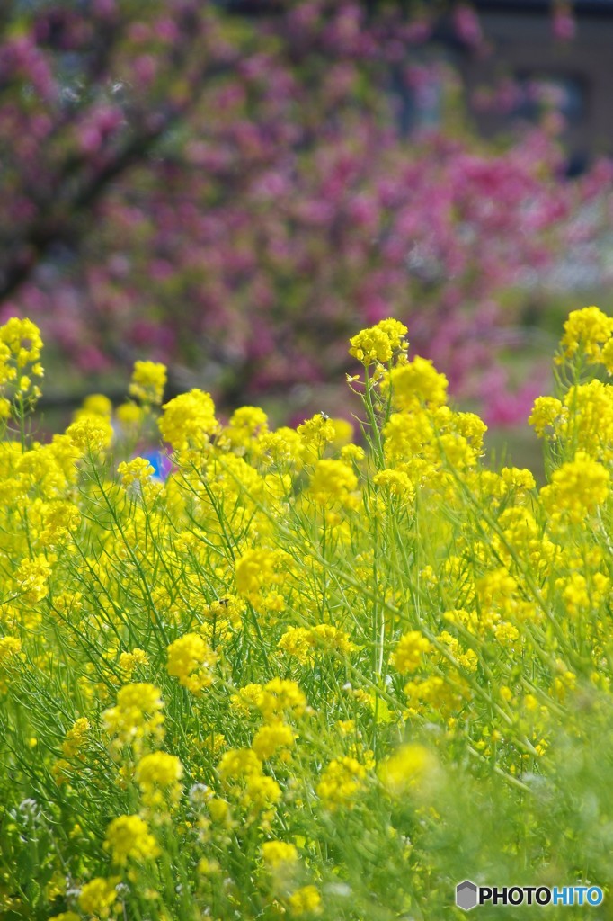 菜花畑