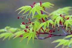 モミジの花