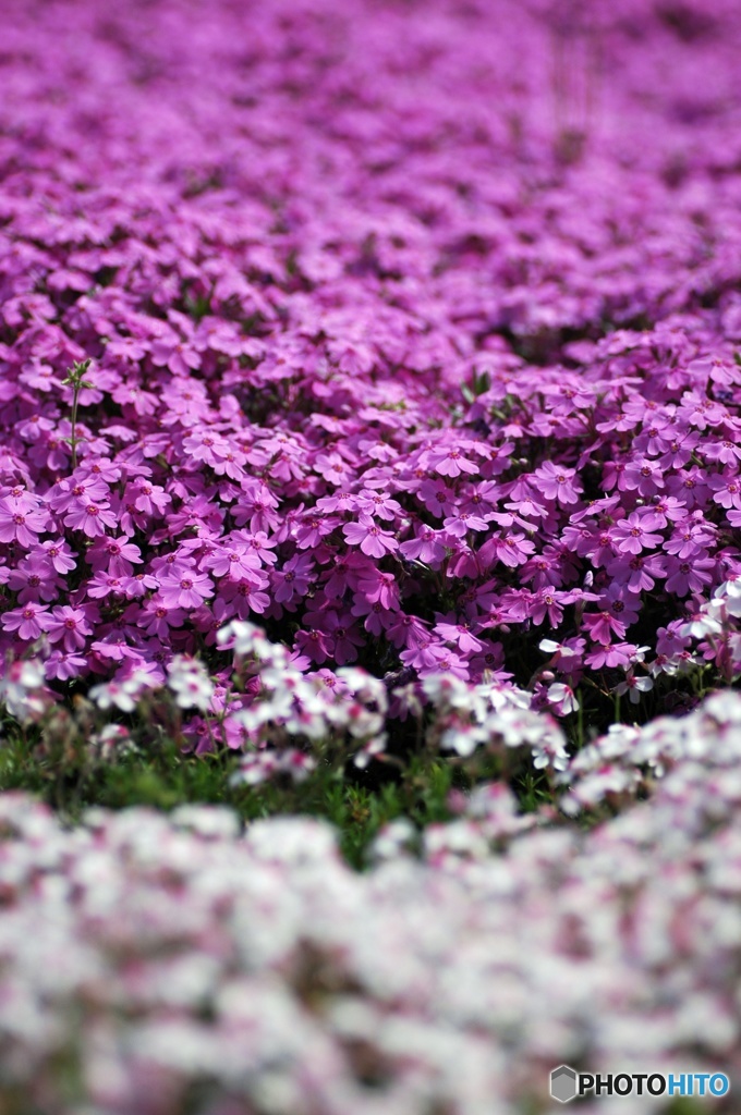 近所の芝桜