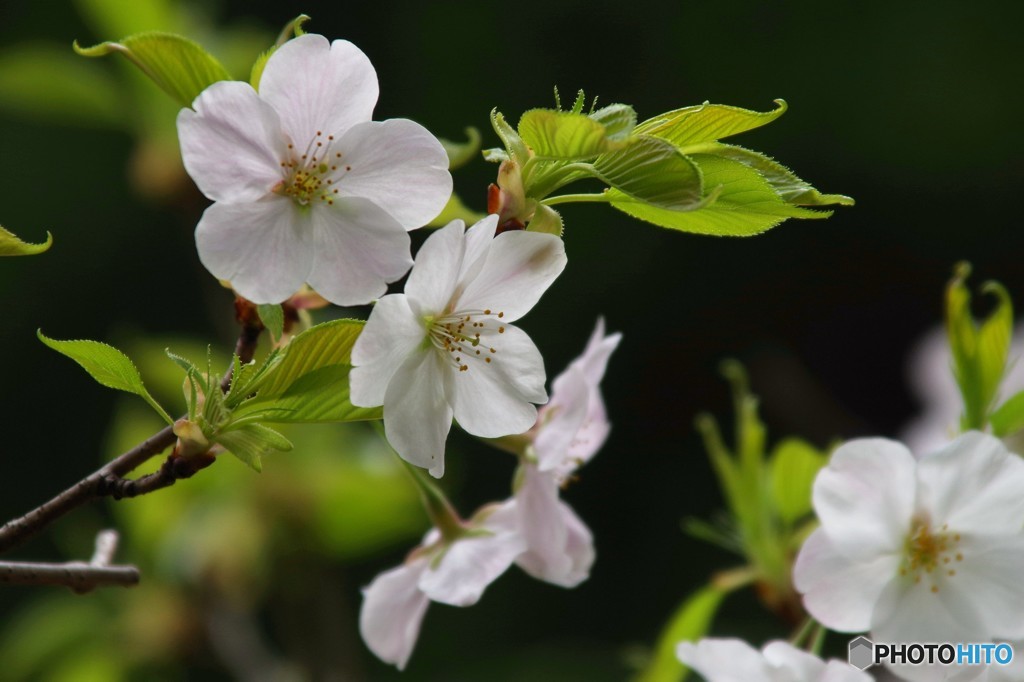 山桜1