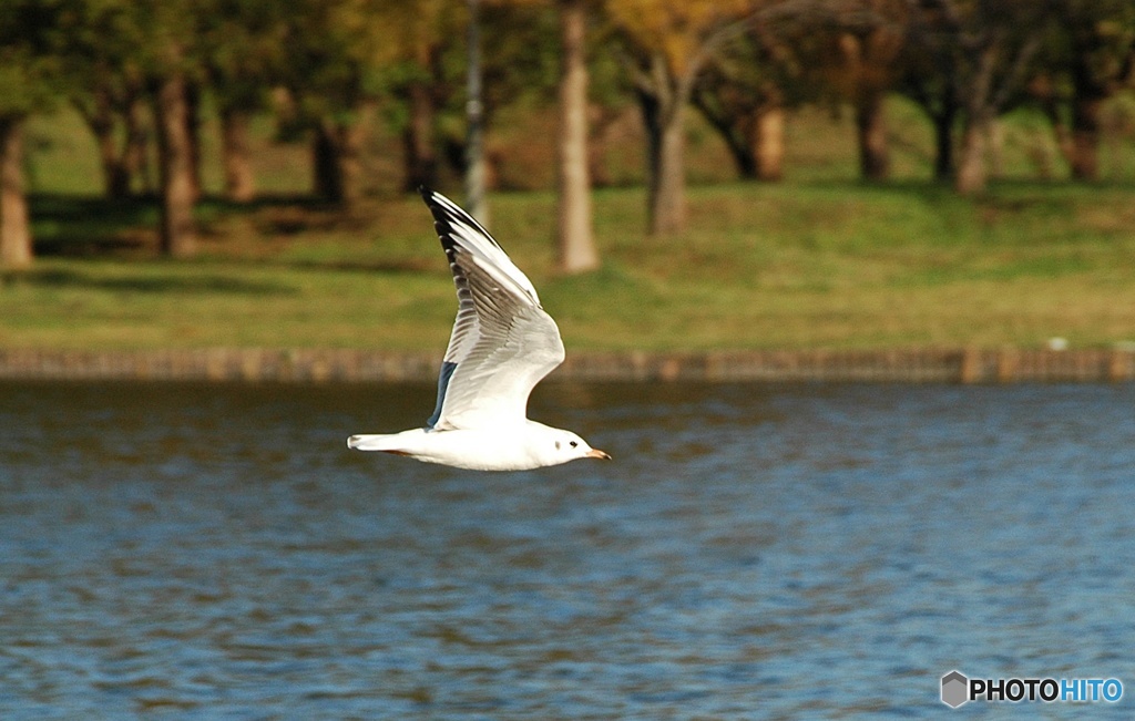 公園のカモメ