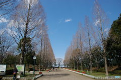 冬の公園