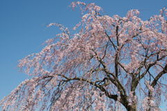 枝垂桜満開in埼玉