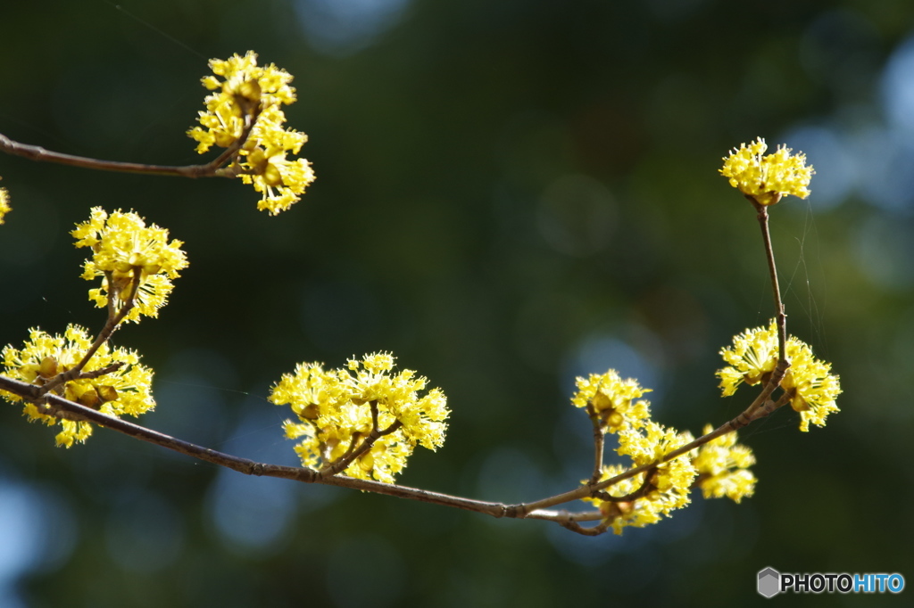 黄色の花木