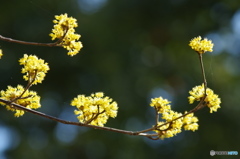黄色の花木