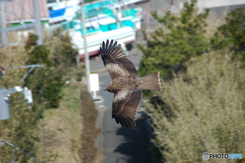 鷹？鷲？鳶？