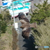 鷹？鷲？鳶？