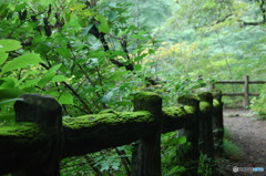 コケのある山道