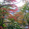 淡い紅葉