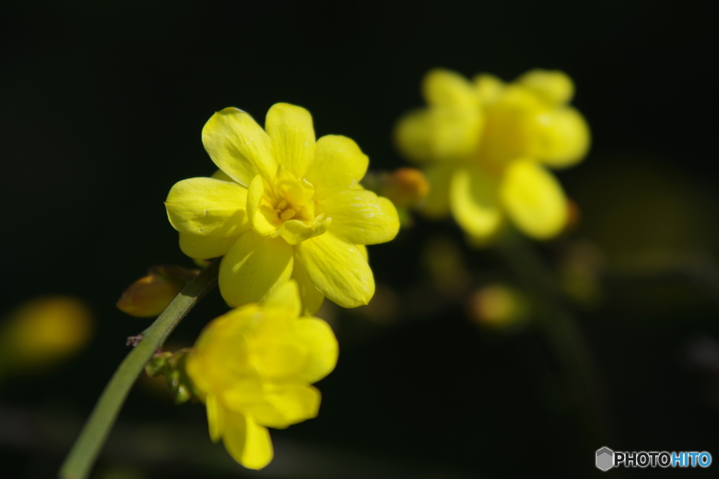 春黄花