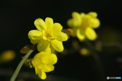 春黄花