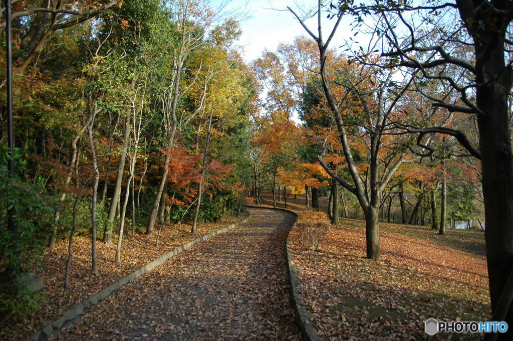 近所の公園(秋)