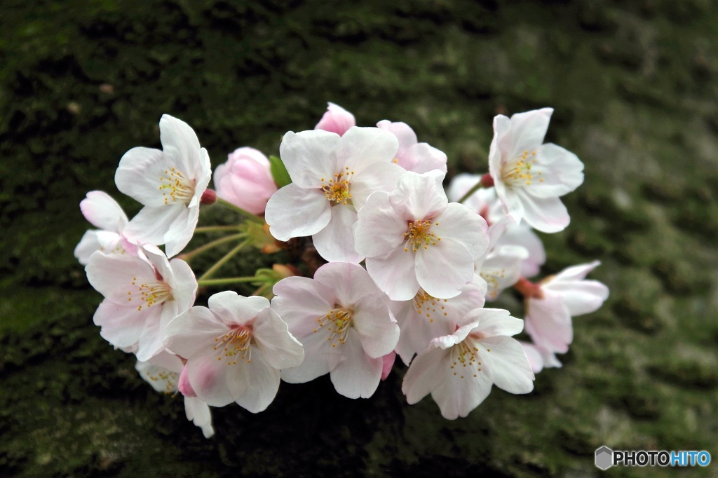 花束