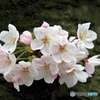 花束