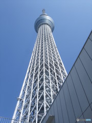 スカイツリー(本物)